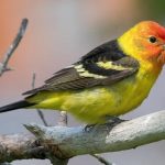 Common Birds of Illinois: Red, Orange, and Yellow Feathers