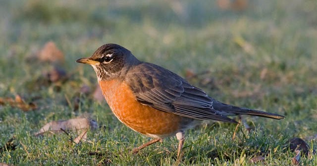 Common Birds of Illinois: Red, Orange, and Yellow Feathers