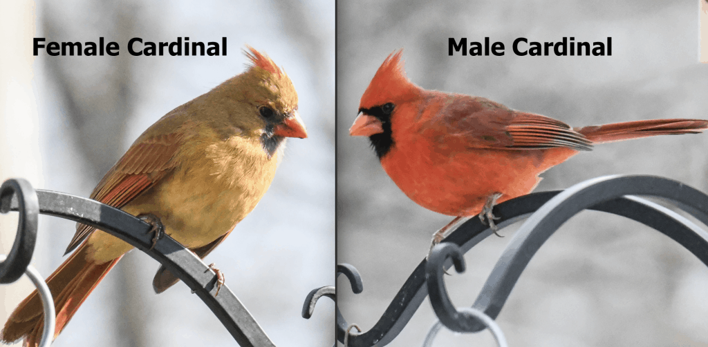 Common Birds of Illinois: Red, Orange, and Yellow Feathers