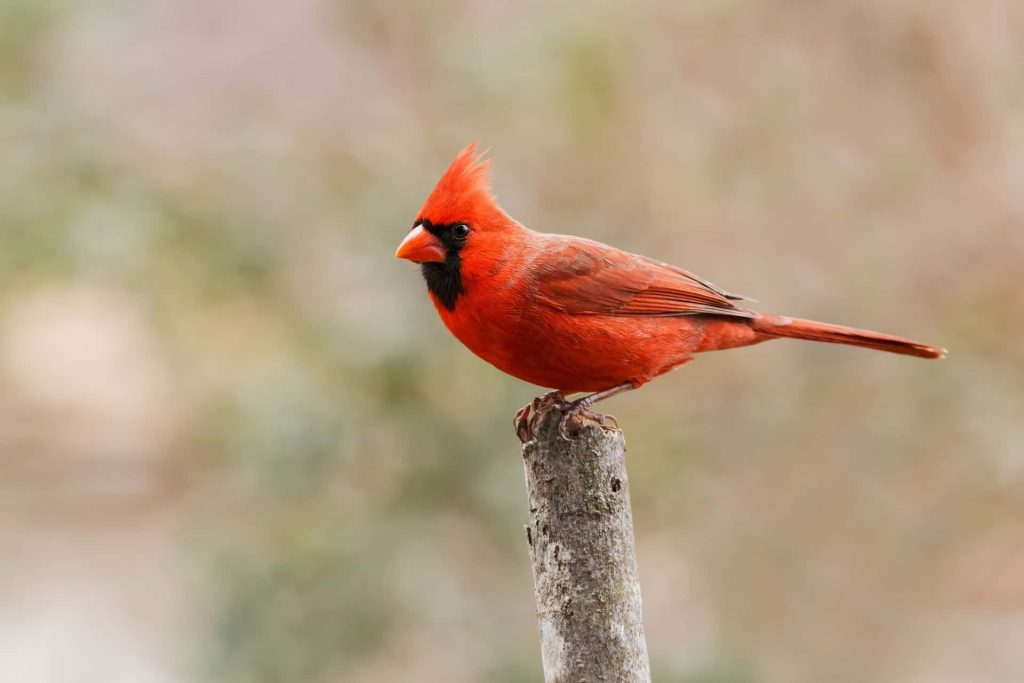 Common Birds with Red Feathers in Kansas