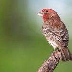 Common Birds with Red Feathers in Kansas