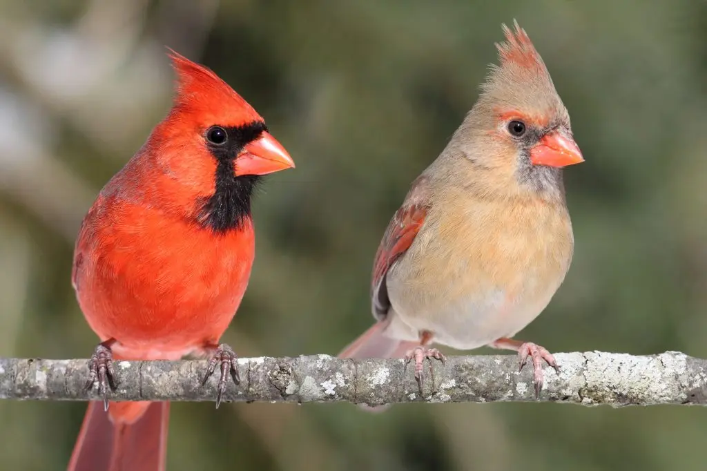 Common Birds with Red Feathers in Kansas