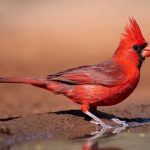 Common Feeder Birds: Northern Cardinals