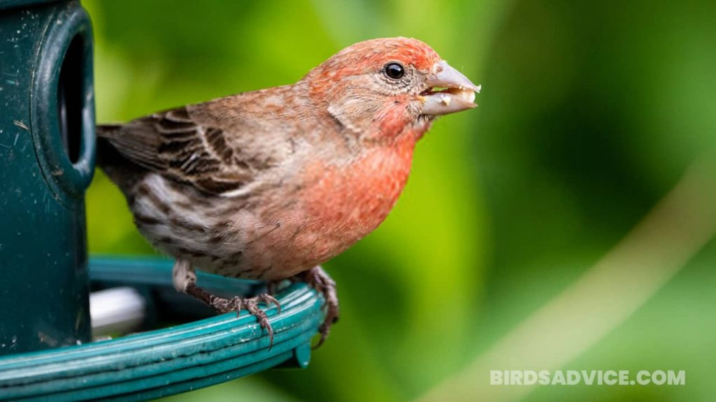 Common Foods Eaten by House Finches