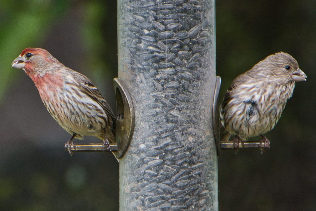 Common Foods Eaten by House Finches