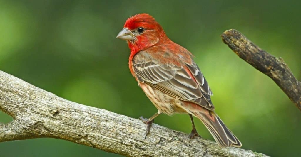 Common Foods Eaten by House Finches