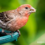 Common Foods Eaten by House Finches