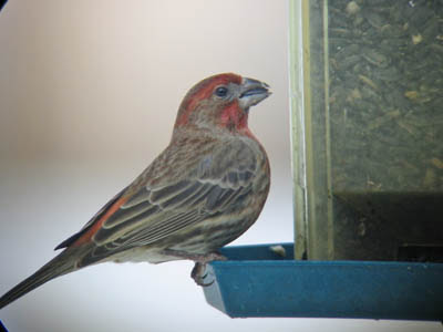 Common Foods Eaten by House Finches