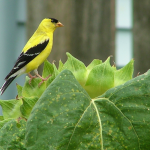 Common Nesting Habits of American Goldfinches