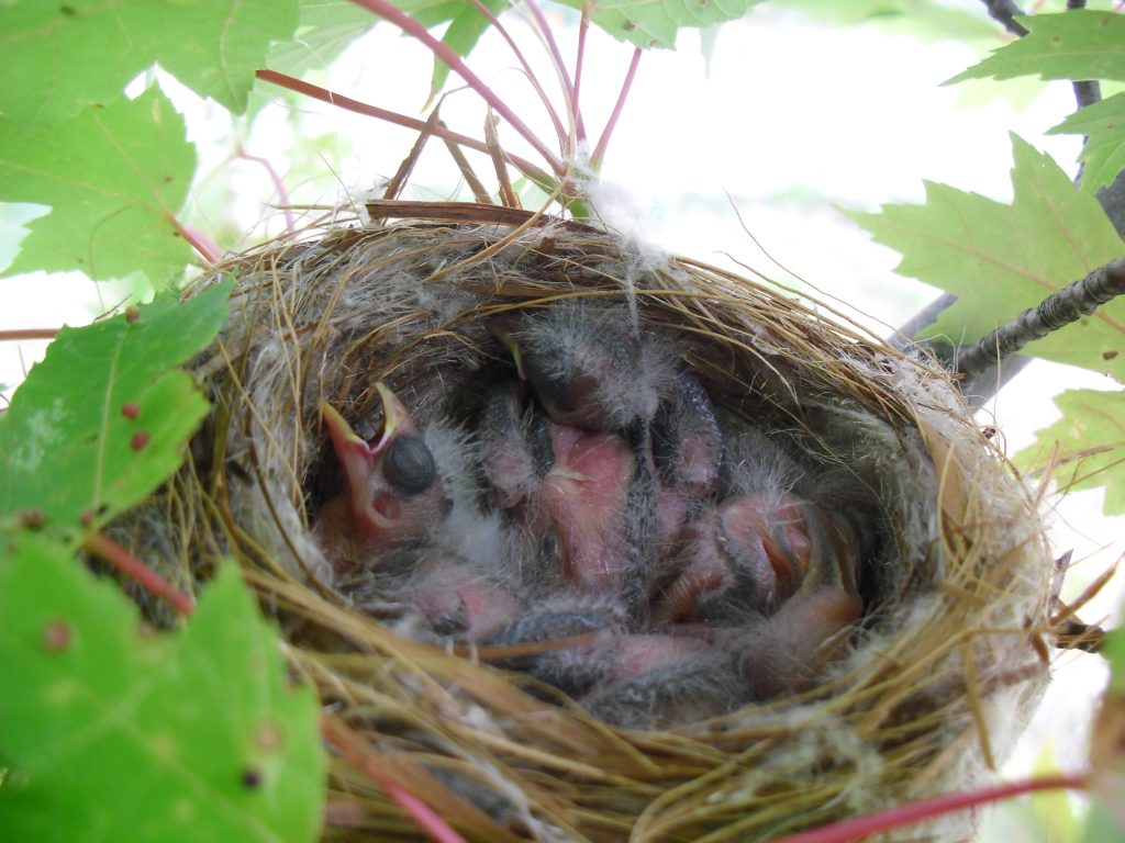 Common Nesting Habits of American Goldfinches