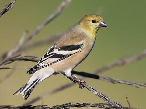 Common Nesting Habits of American Goldfinches