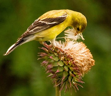 Common Nesting Habits of American Goldfinches