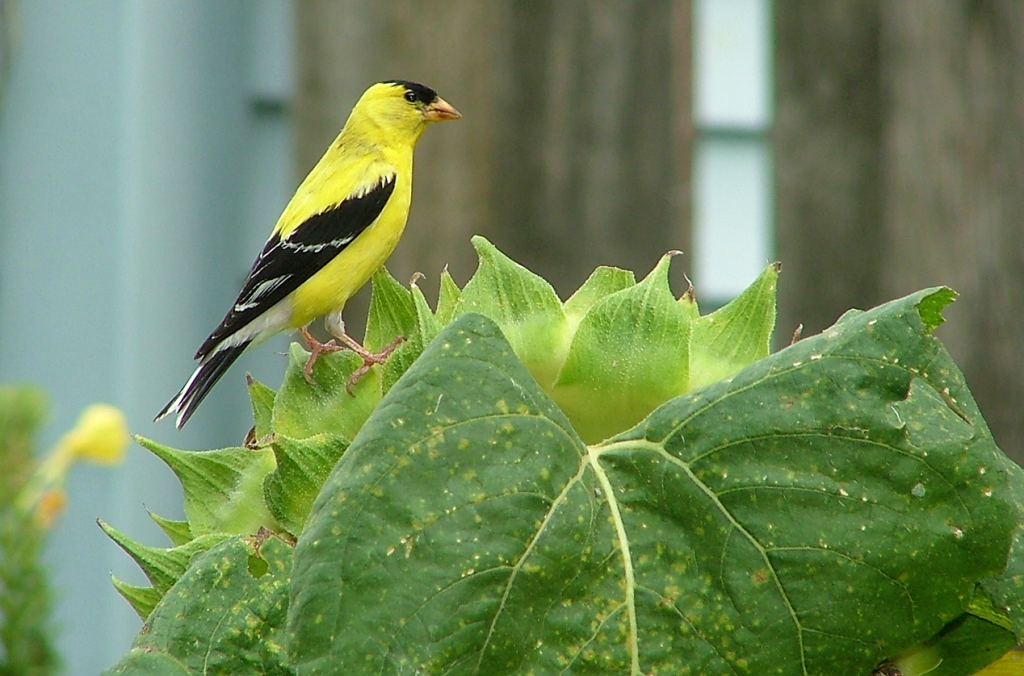 Common Nesting Habits of American Goldfinches