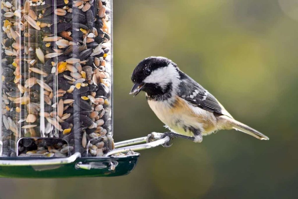 Common Reasons Why Birds Are Not Coming to Your Feeder