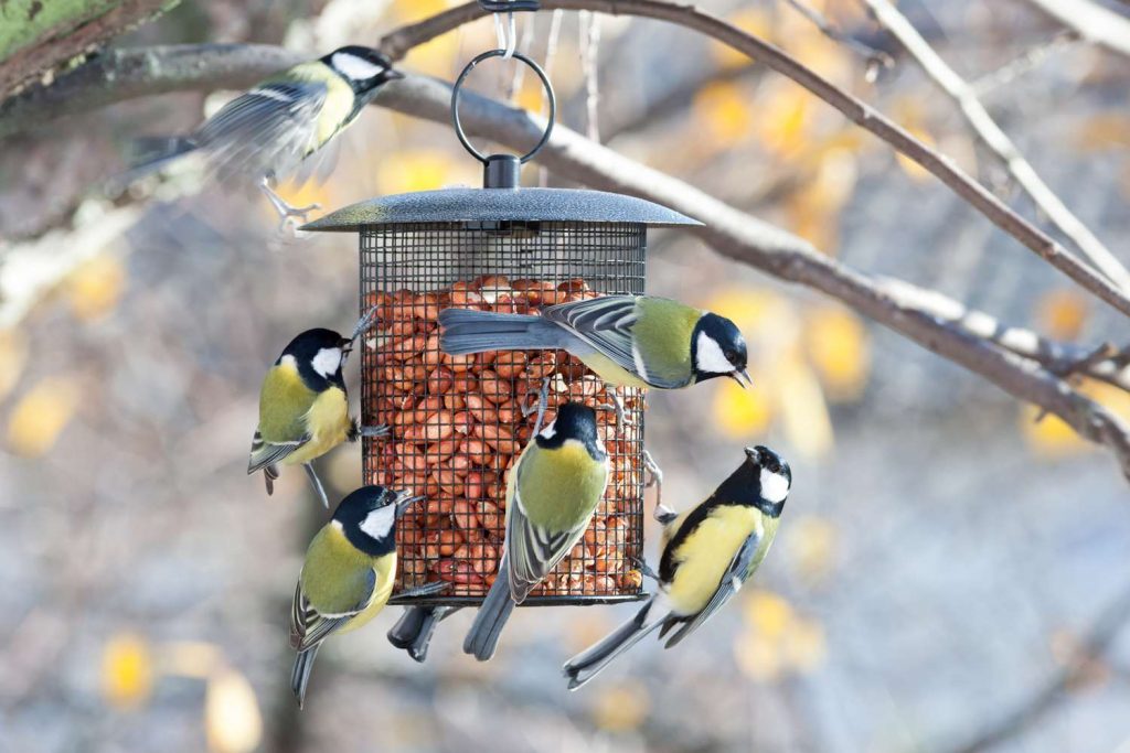 Common Reasons Why Birds Are Not Coming to Your Feeder