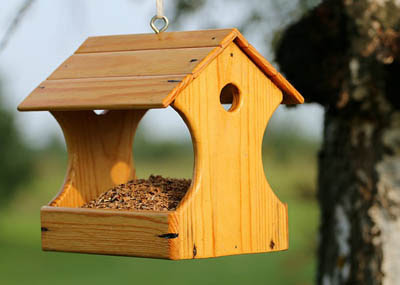 Common Reasons Why Birds Are Not Coming to Your Feeder