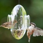 Common Reasons Why Birds Are Not Coming to Your Feeder