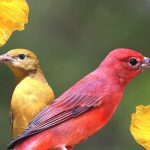 Common Red, Orange, and Yellow Birds in Oklahoma