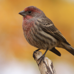 Common Yard and Feeder Birds in the United States: House Finches