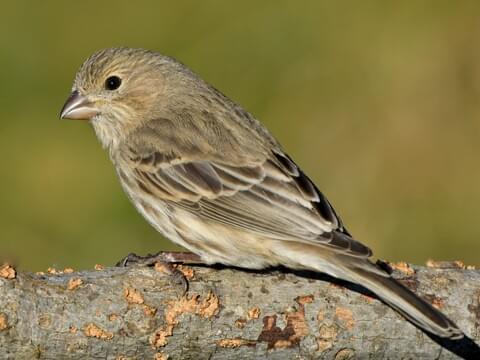 Common Yard and Feeder Birds in the United States: House Finches