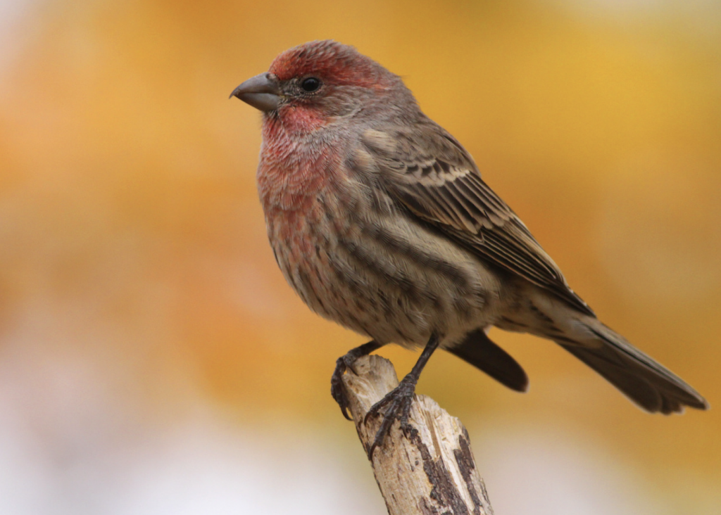 Common Yard and Feeder Birds in the United States: House Finches