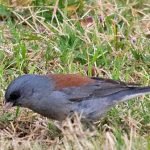 Dark-eyed Juncos summer in forest openings in northern parts of North America and in forested mountains in the West