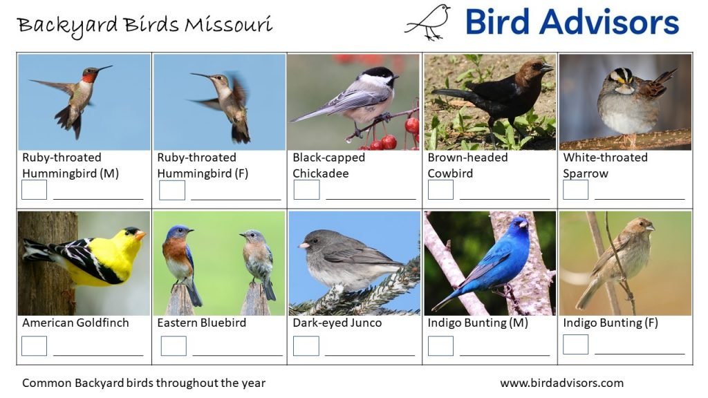 Discover 32 Common Backyard Birds in Missouri