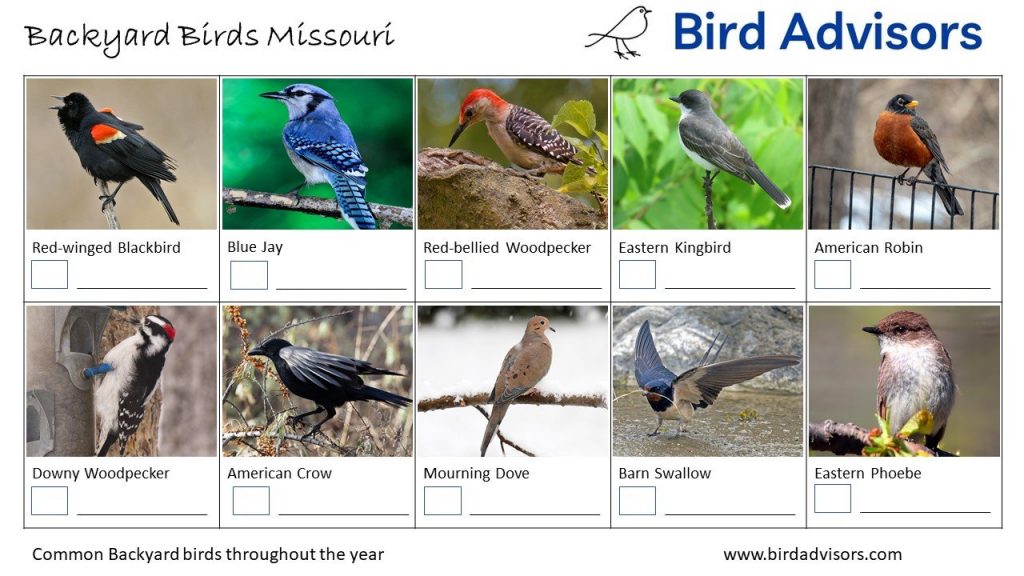 Discover 32 Common Backyard Birds in Missouri