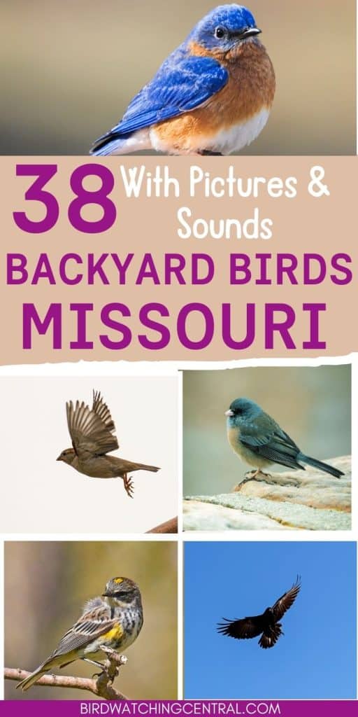 Discover 32 Common Backyard Birds in Missouri