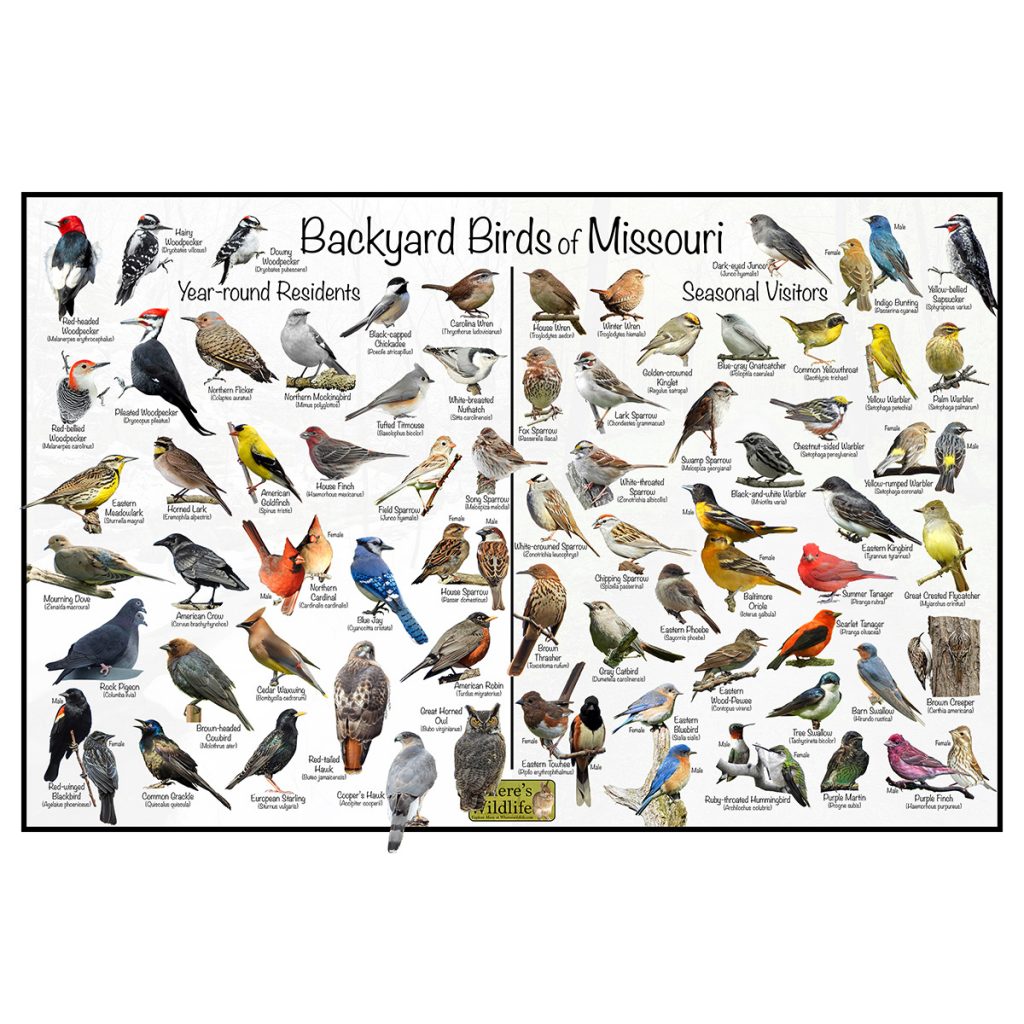 Discover 32 Common Backyard Birds in Missouri