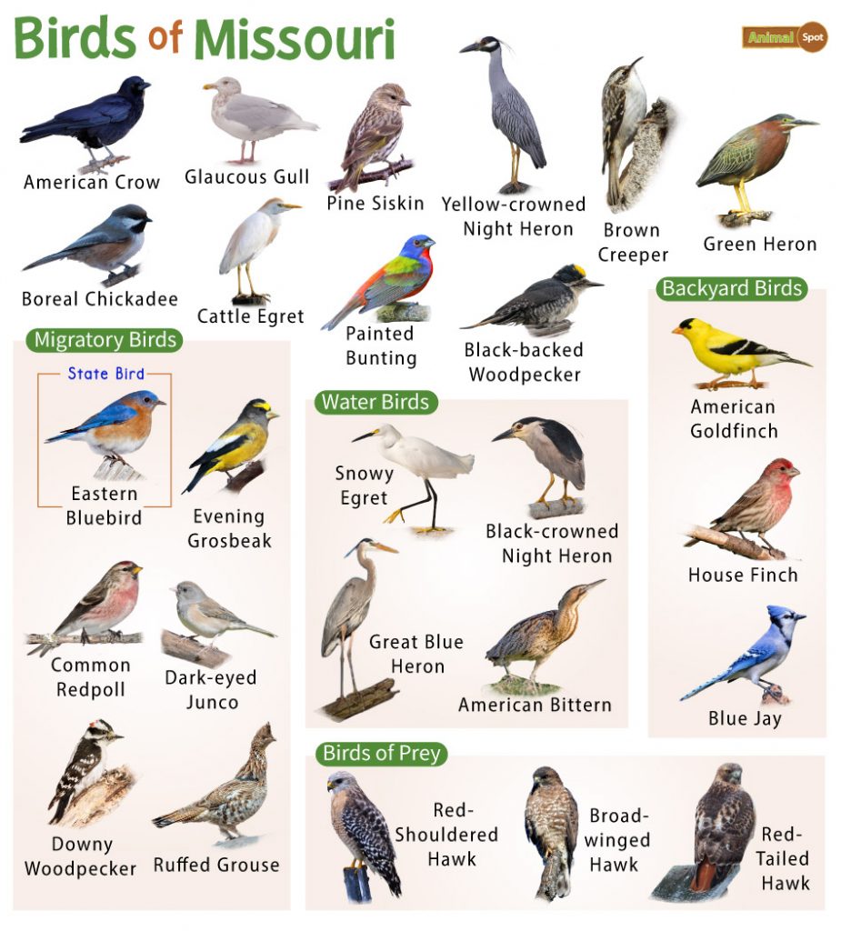 Discover 32 Common Backyard Birds in Missouri