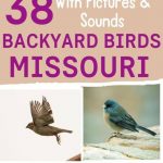 Discover 32 Common Backyard Birds in Missouri