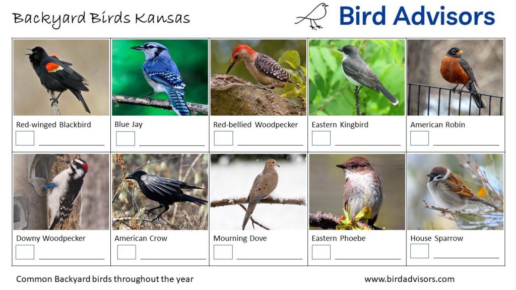 Discover the Most Common Backyard Birds in Kansas