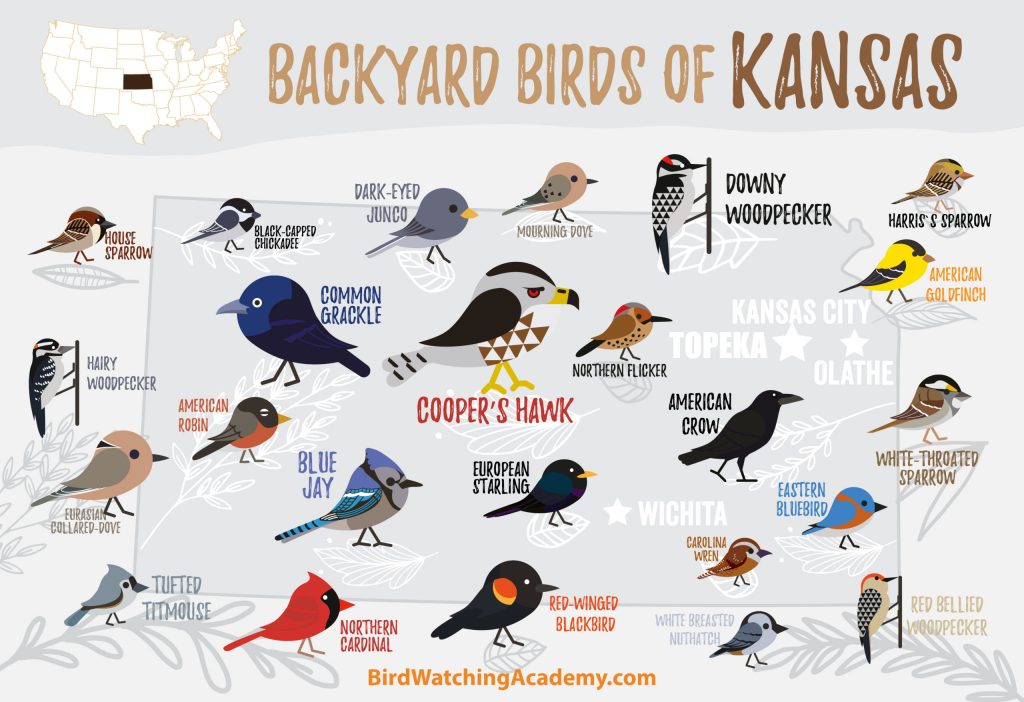 Discover the Most Common Backyard Birds in Kansas