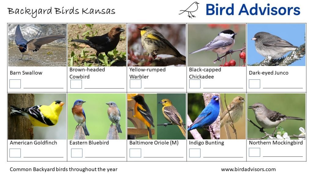 Discover the Most Common Backyard Birds in Kansas