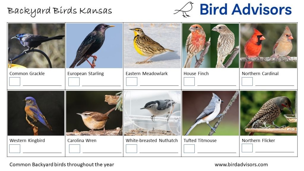 Discover the Most Common Backyard Birds in Kansas