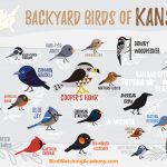 Discover the Most Common Backyard Birds in Kansas