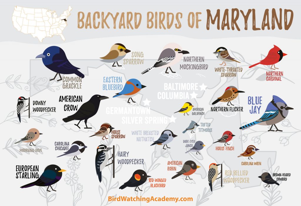 Discover the Most Common Backyard Birds in Maryland