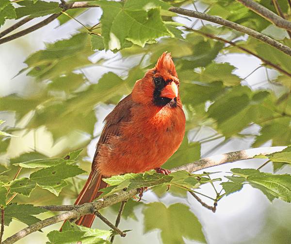 Discover the Most Common Backyard Birds in Maryland