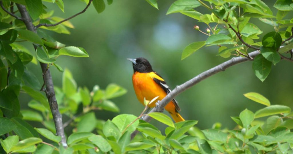 Discover the Most Common Backyard Birds in Maryland