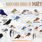 Discover the Most Common Backyard Birds in Maryland