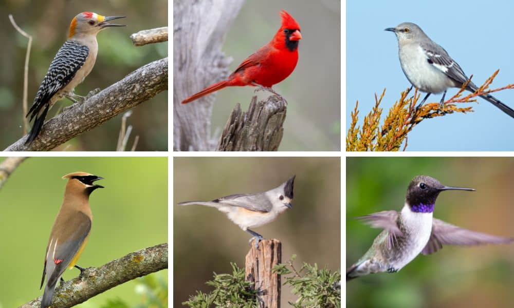 Discover the Most Common Backyard Birds in Texas