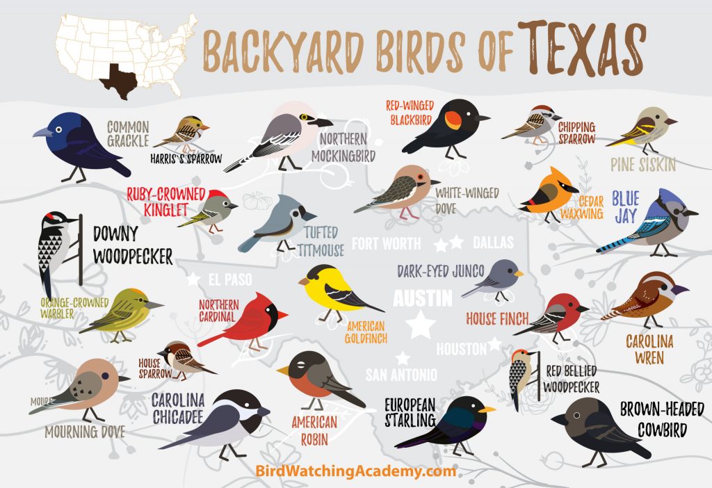 Discover the Most Common Backyard Birds in Texas