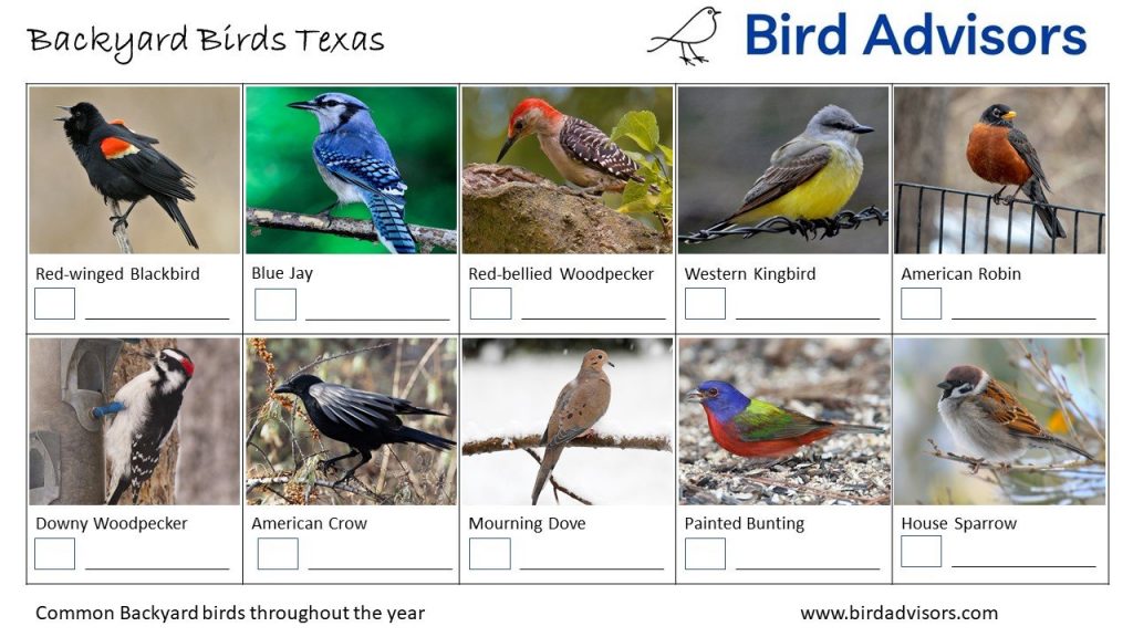 Discover the Most Common Backyard Birds in Texas