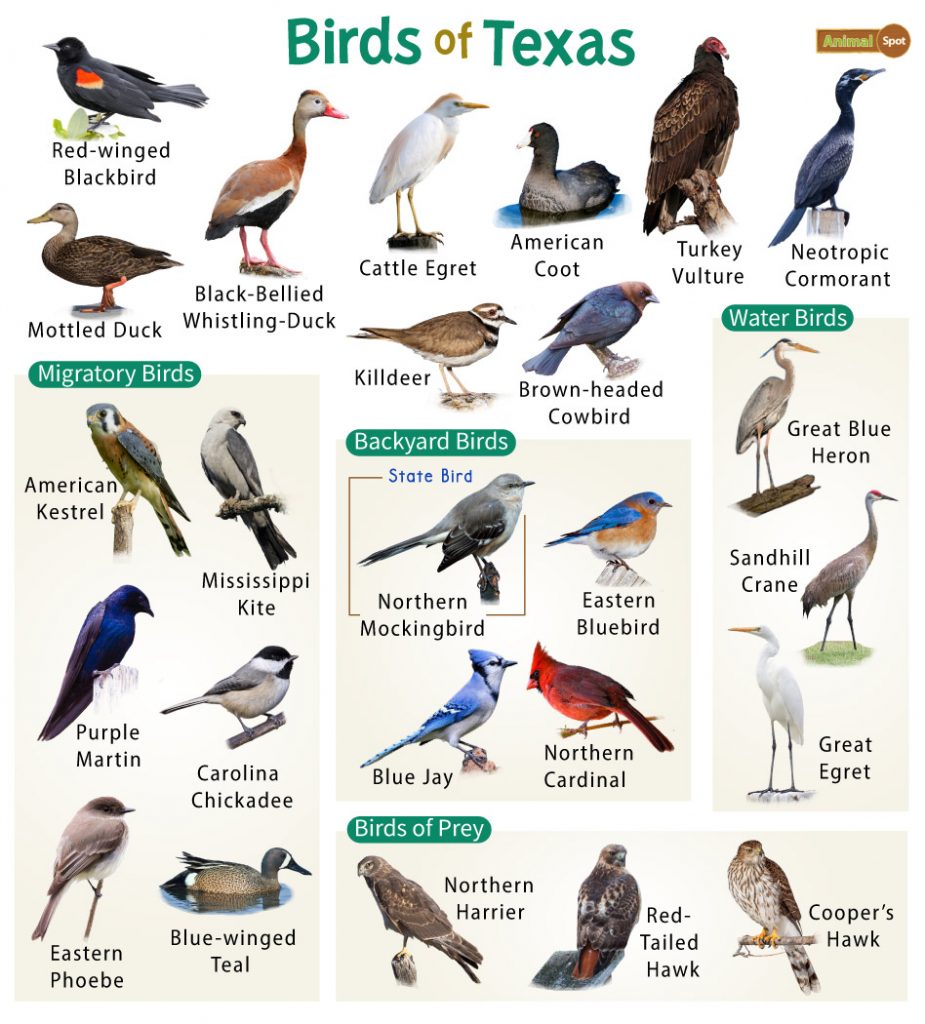 Discover the Most Common Backyard Birds in Texas