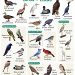 Discover the Most Common Backyard Birds in Texas