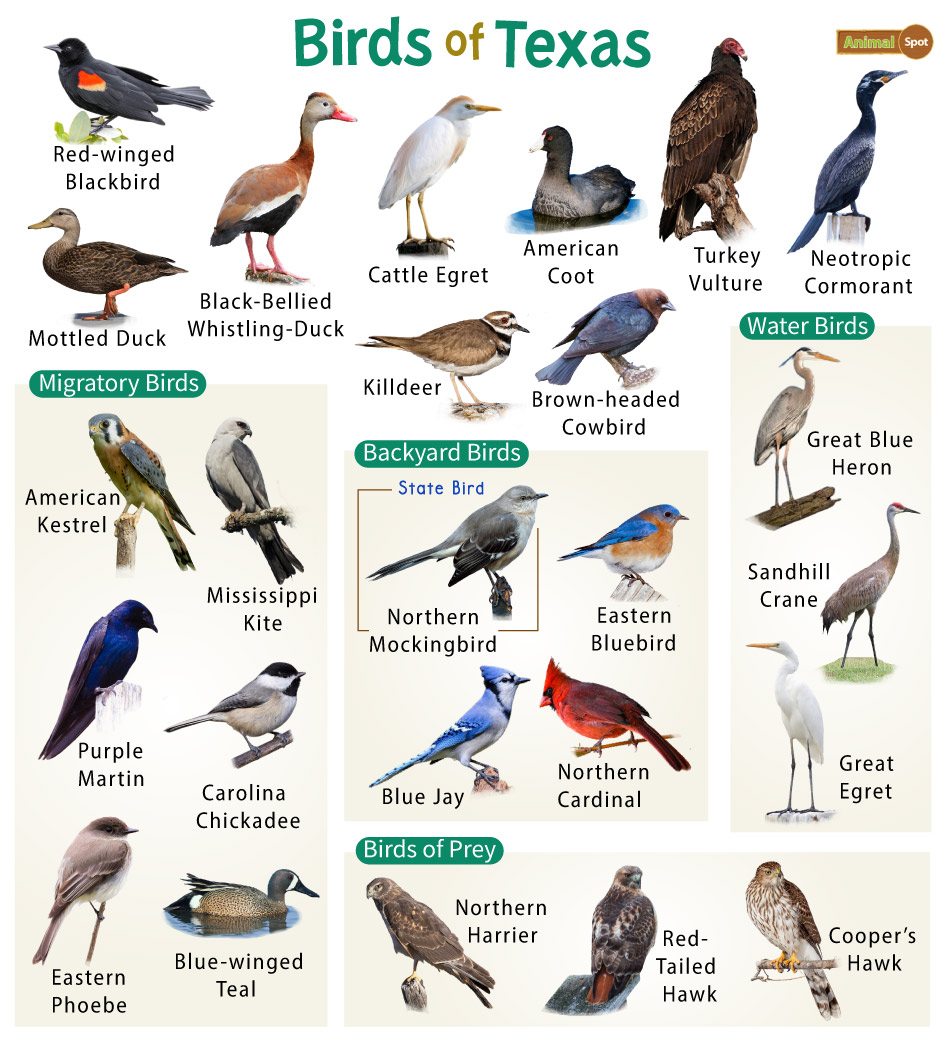 Discover the Most Common Backyard Birds in Texas - Sigloxxi