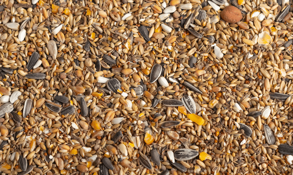 Does bird seed go bad?