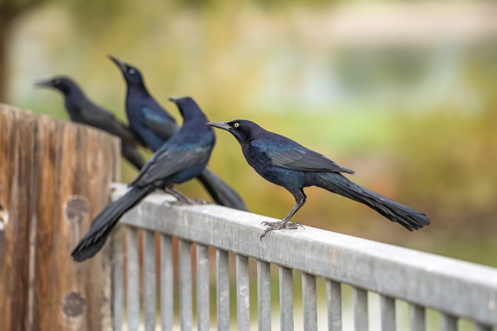 Effective strategies for deterring grackles, blackbirds, and starlings at bird feeders