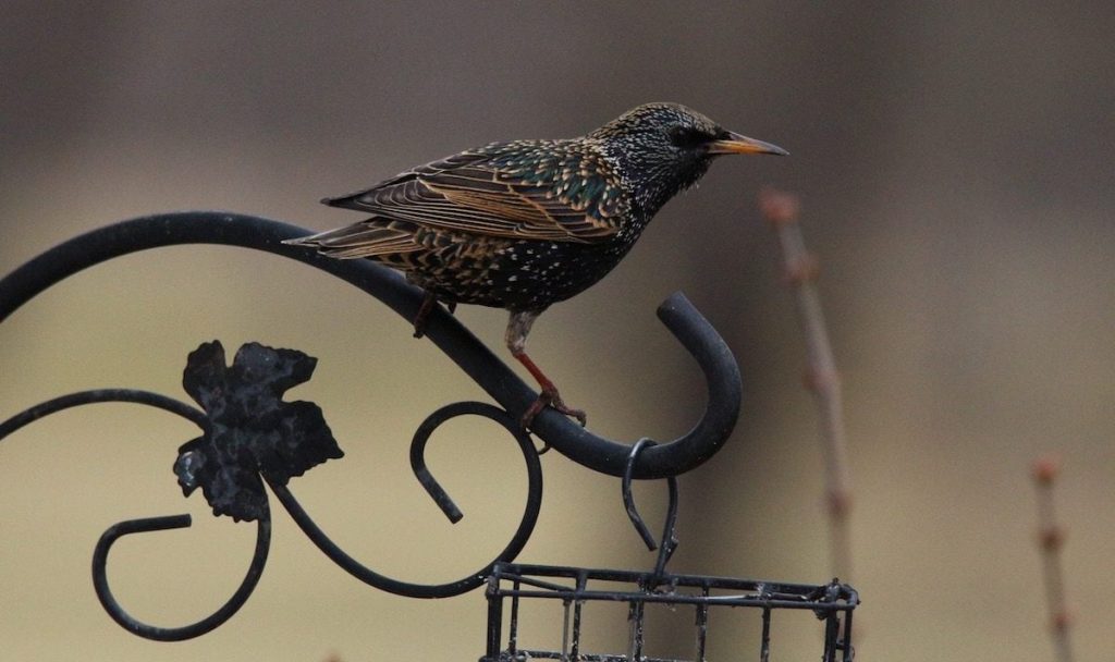 Effective strategies for deterring grackles, blackbirds, and starlings at bird feeders